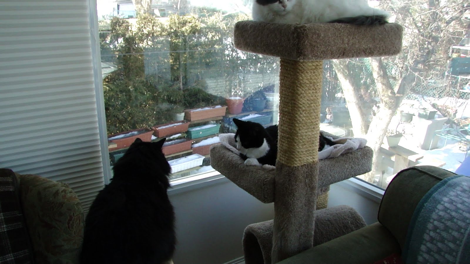 CATS IN SUNROOM.jpg