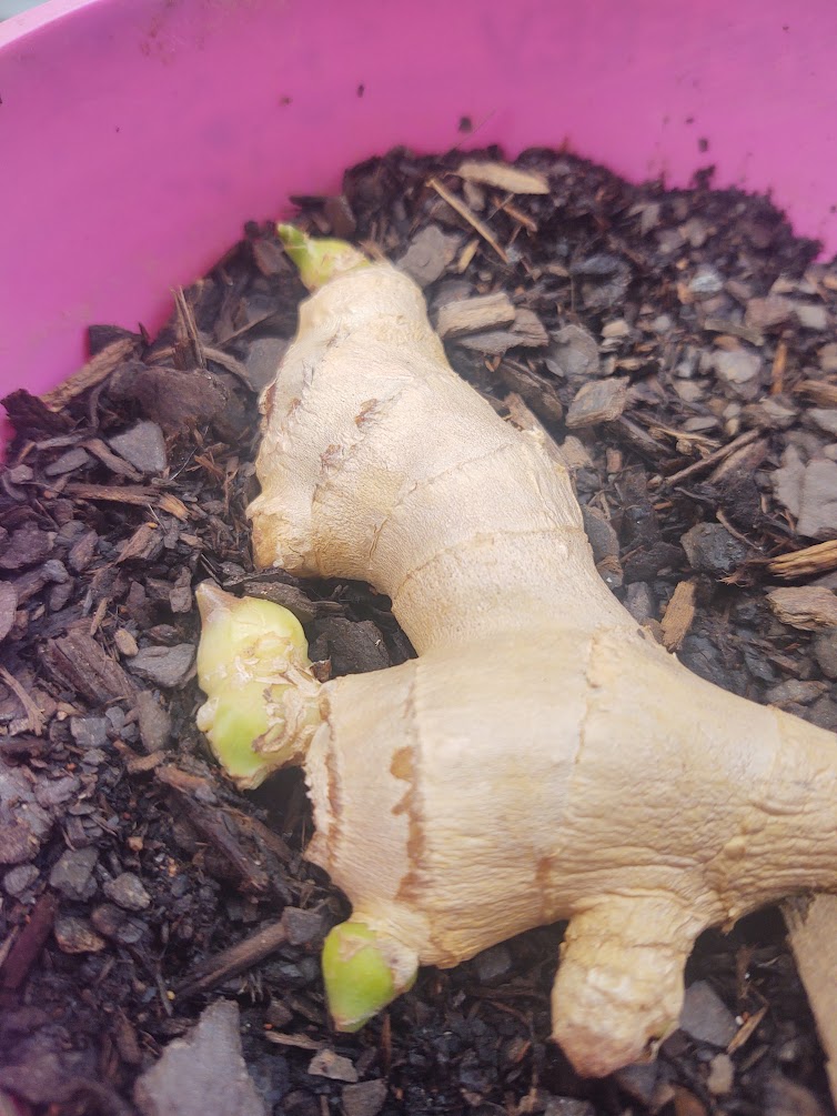 Ginger root is ready to plant once it produces little buds. 