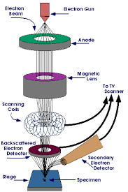 Scanning electron microscope - Wikipedia