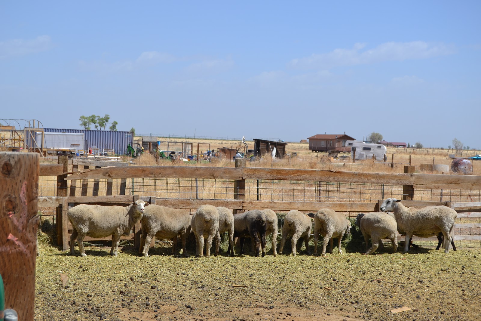 Sheep feeding at a trough