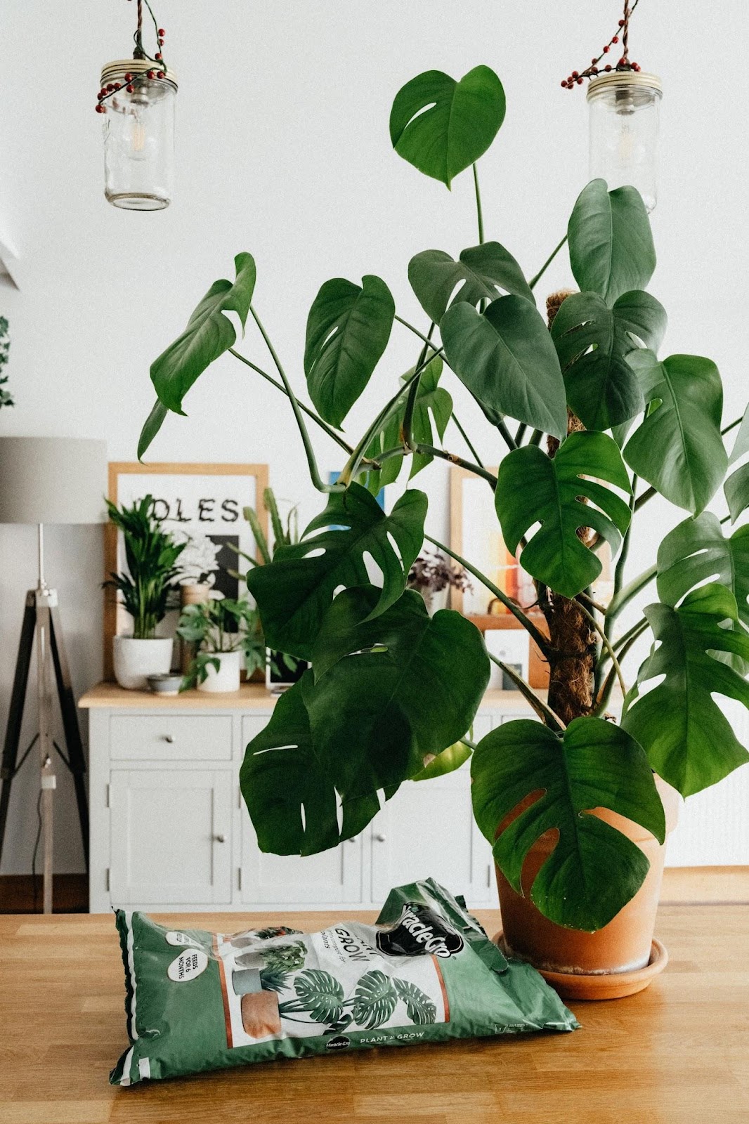 indoor house plant