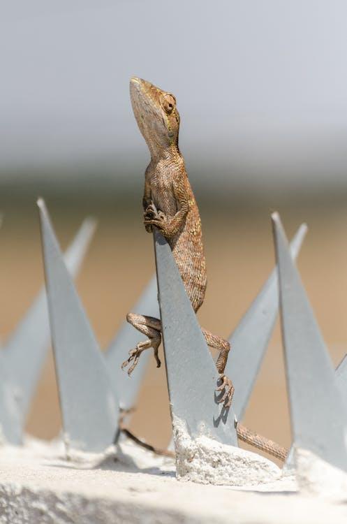 Free A Brown Reptile Clinging on a Spike Stock Photo