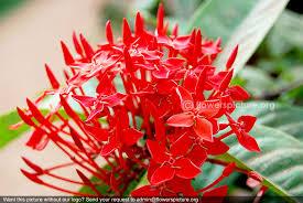 C:\Users\Mazhar Sayeed\Pictures\Botanical name - Ixora coccinea-2.jpg