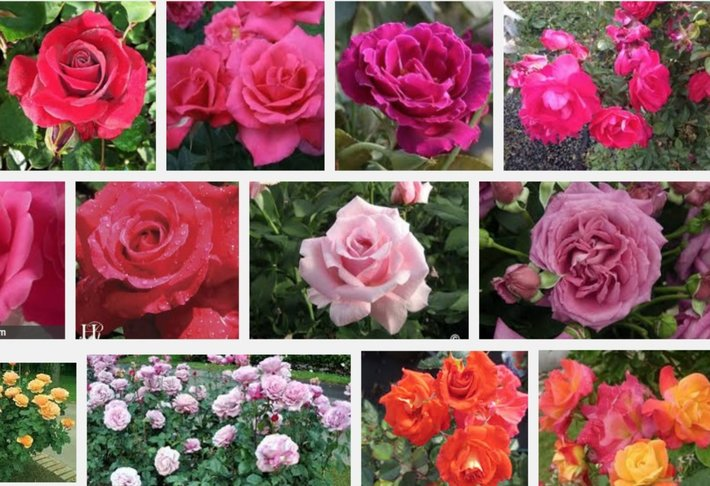 Mỗi màu hoa Hồng khác nhau mang trên mình những ý nghĩa đặc biệt