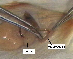 Vasectomy in a mouse. Vas deferens and testis labeled.
