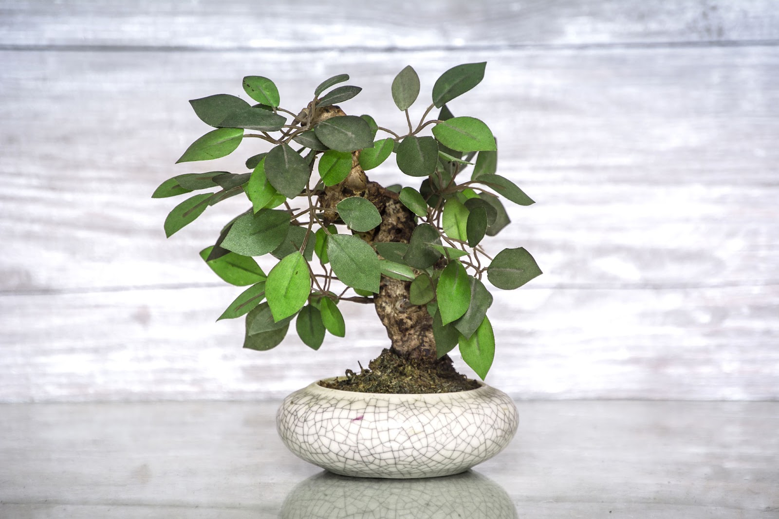 What is Bonsai? Complete Guide With Its Meaning, History, and Designs