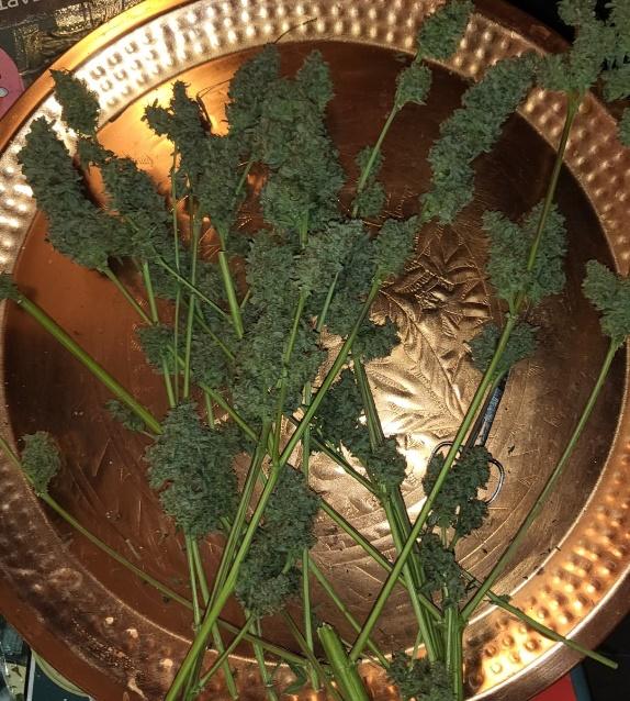 planta de cannabis en un cuenco