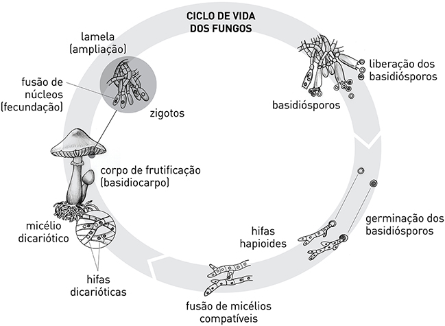 O ciclo de vida dos fungos.