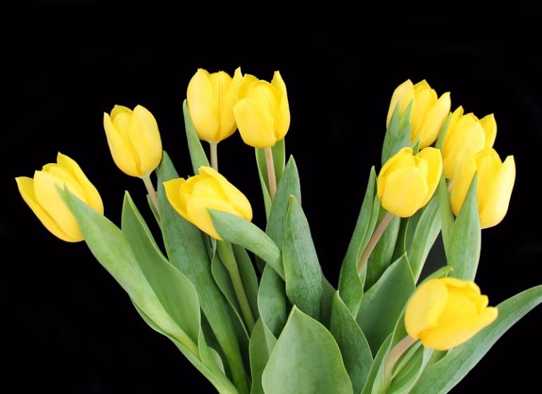 Fresh Flower Delivery- SnapBlooms.com
