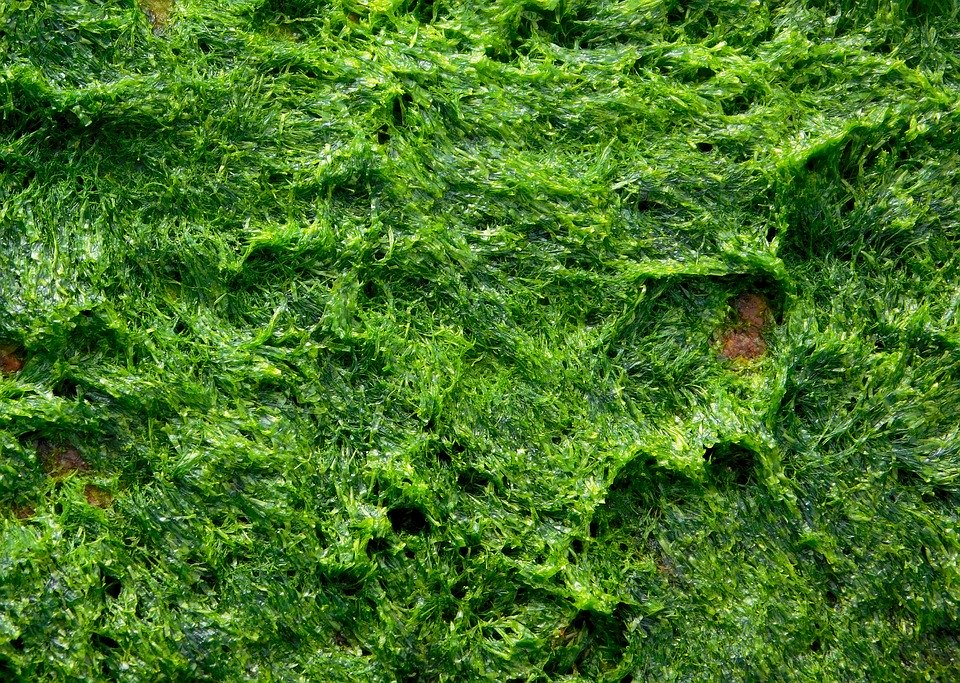 Algae in hydroponics