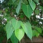 Peepal leaves