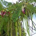 Green leaves of sesbania