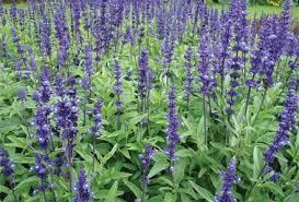 Macintosh HD:Users:sarinavetterli:Desktop:Plant and Granola Sale:Plant Images:Salvia.jpg