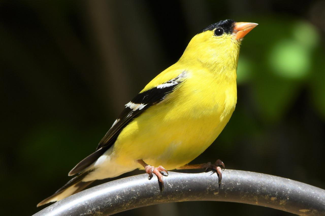 American Goldfinch Finch Bird - Free photo on Pixabay