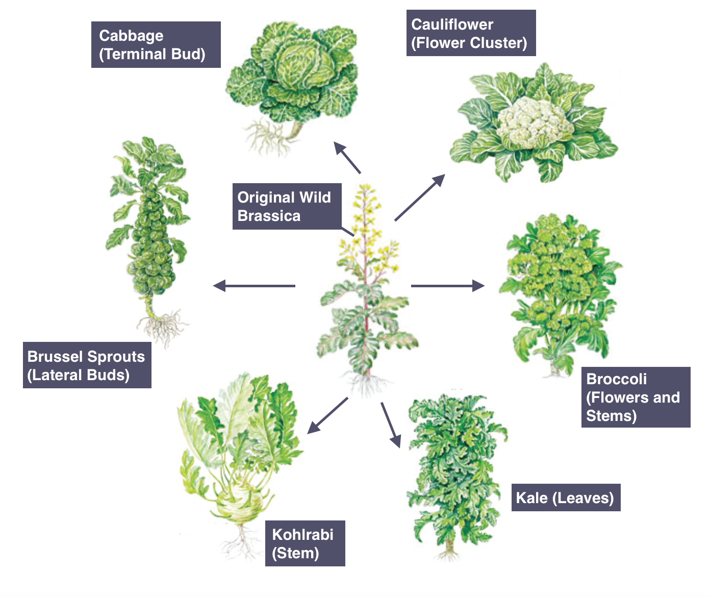 IGCSE Biology Notes 5.10 Understand that Plants with