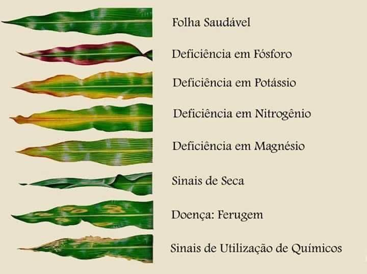 Sintomas de deficiência nutricional em plantas

