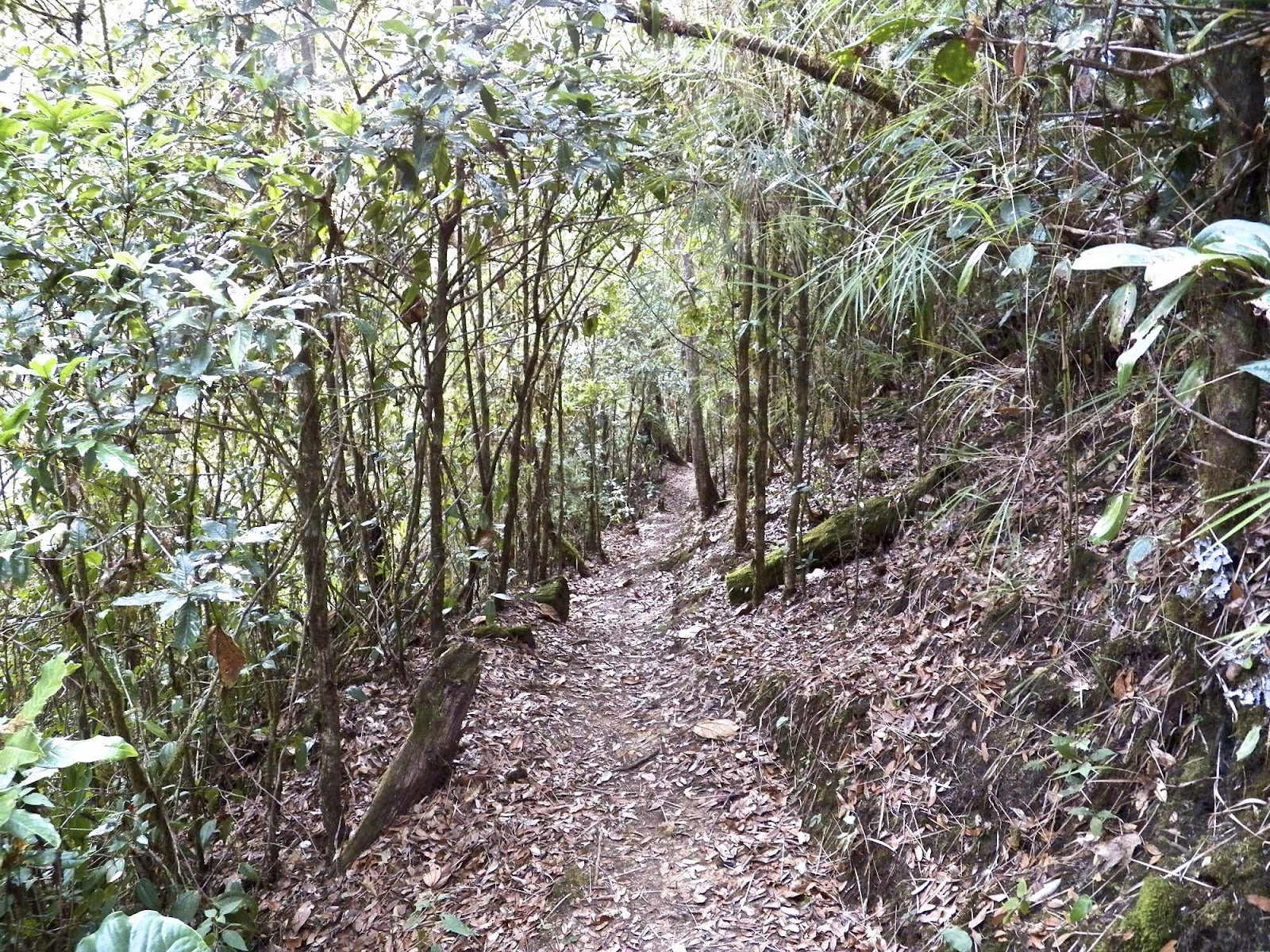 Dantica, Costa Rica