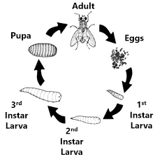 What A Maggot Tells Us About Death - 4C: Central Carolina Cleaning Company