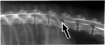 Lateral thoracolumbar myelogram of a dog with type I disk herniation