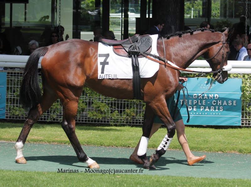 Photos Auteuil 17-05-2015 Journée du Grand Steeple KMZETFiDGfkS5LH1XqHgQTM8hXq9ND1glIhwanG8UPNG=w800-h597-no