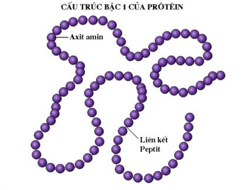 Cấu trúc bậc 1 của protein - minh hoạ sinh 10 bài 5