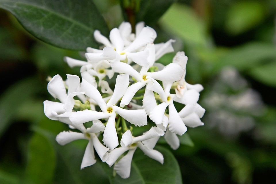 Chameli Flower Plant: Types, Care and How to Grow