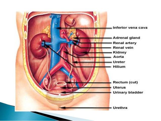 MAKALAH ANATOMI FISIOLOGI TUBUH MANUSIA SISTEM URINARIA MAKALAH ANATOMI FISIOLOGI TUBUH MANUSIA SISTEM URINARIA
