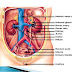 17+ Anatomi Dan Fisiologi Sistem Perkemihan
