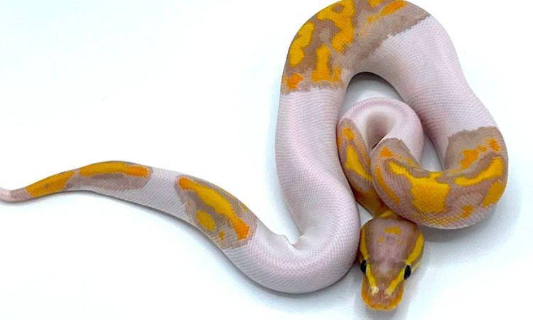 What Is A Banana Pied Ball Python