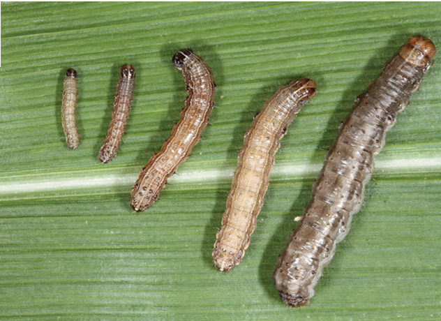 Diferentes fases larvais da lagarta-do-cartucho (Spodoptera frugiperda). No quarto inseto, da esquerda para a direita, é possível observar o Y invertido sobre a cabeça da lagarta, principal característica do inseto