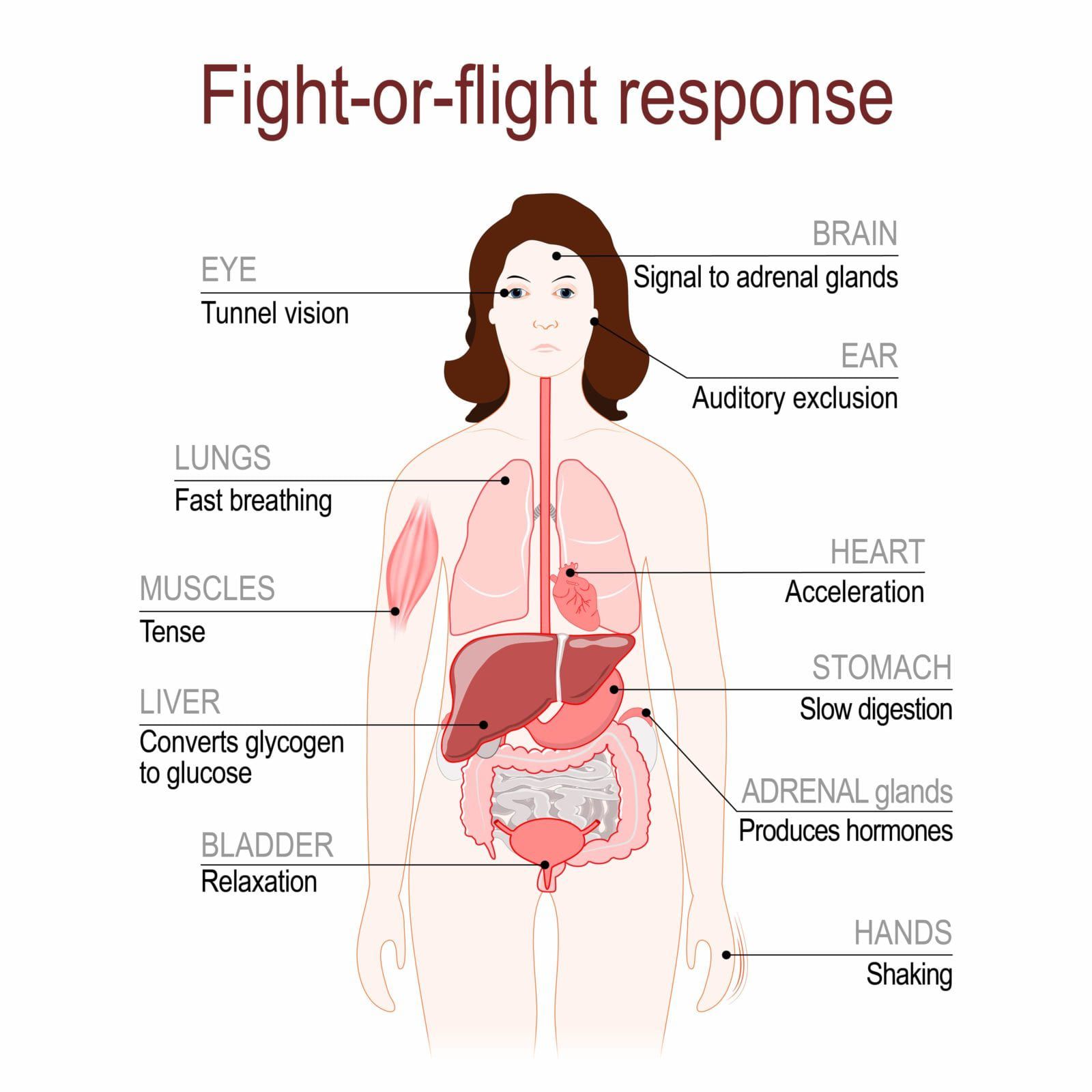 what is the menstrual cycle duration and can it affect an early period or an irregular peroid. cortisol controls our fight or flight response