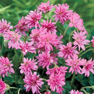 Geranium × oxonianum f. thurstonianum 'Southcombe Double', Thurston's cranesbill 'Southcombe Double', Geranium 'Southcombe Double', Hardy Geraniums, Best geraniums, pink geranium, pink flowers, Double Geranium