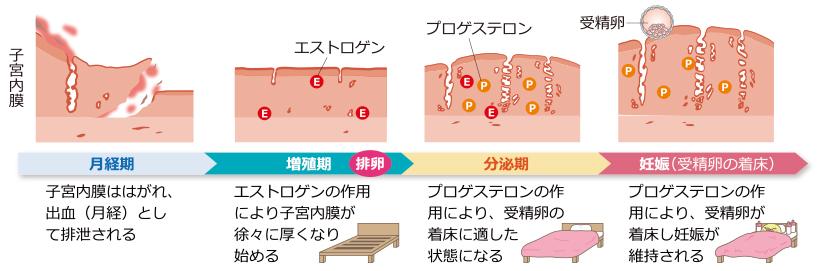 女性ホルモンの働き