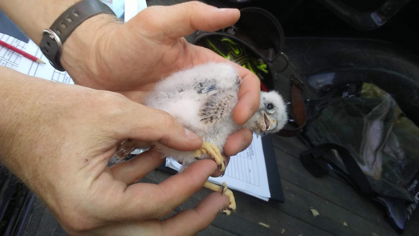 Happenings Around the Farm