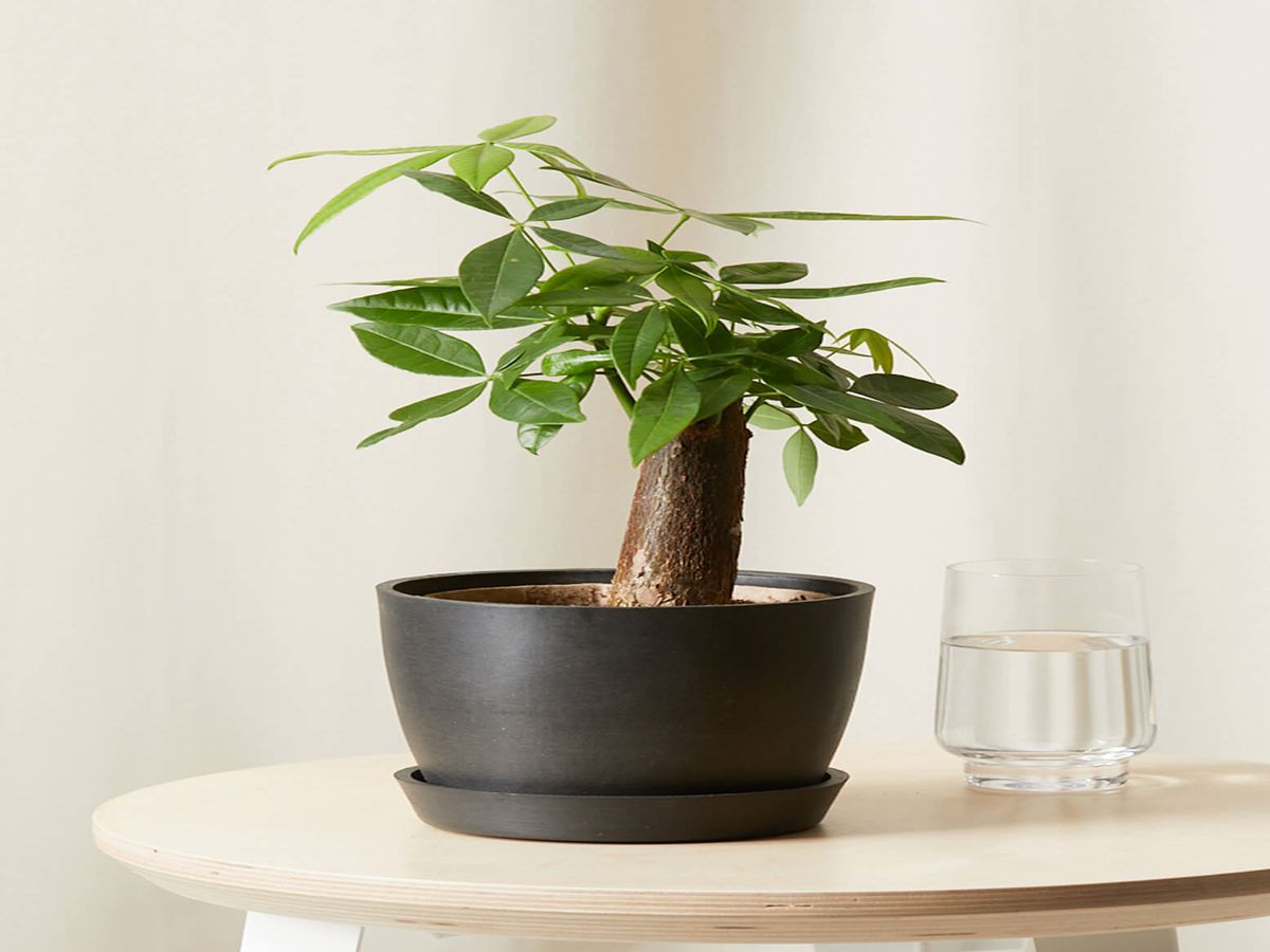 Money tree plant clearance bonsai