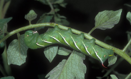 Tobacco Hornworm