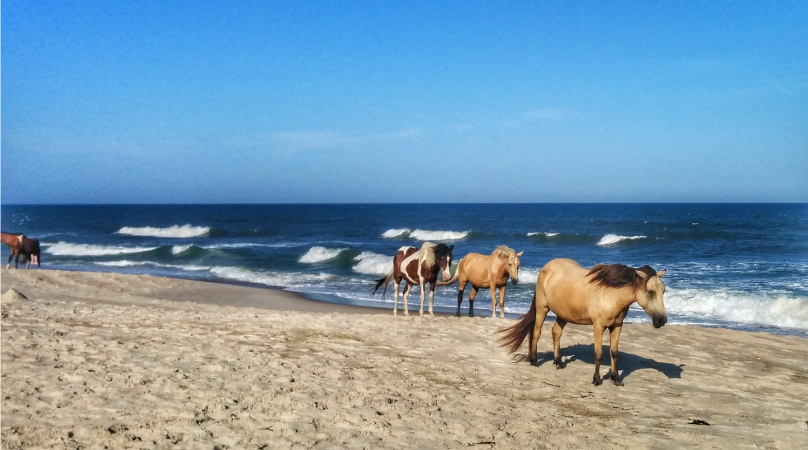 Chincoteague Ponies walking along the shore on Chincoteague Island in Virginia.