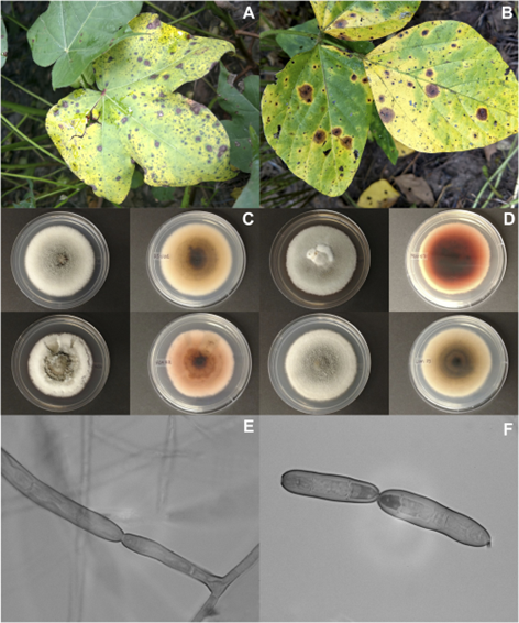 Sintomas de mancha-alvo, doença causada pelo fungo Corynespora cassiicola, em folhas de algodão (figura A) e soja (figura B).