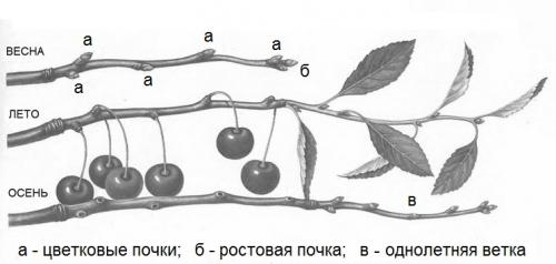 Ветки вишни