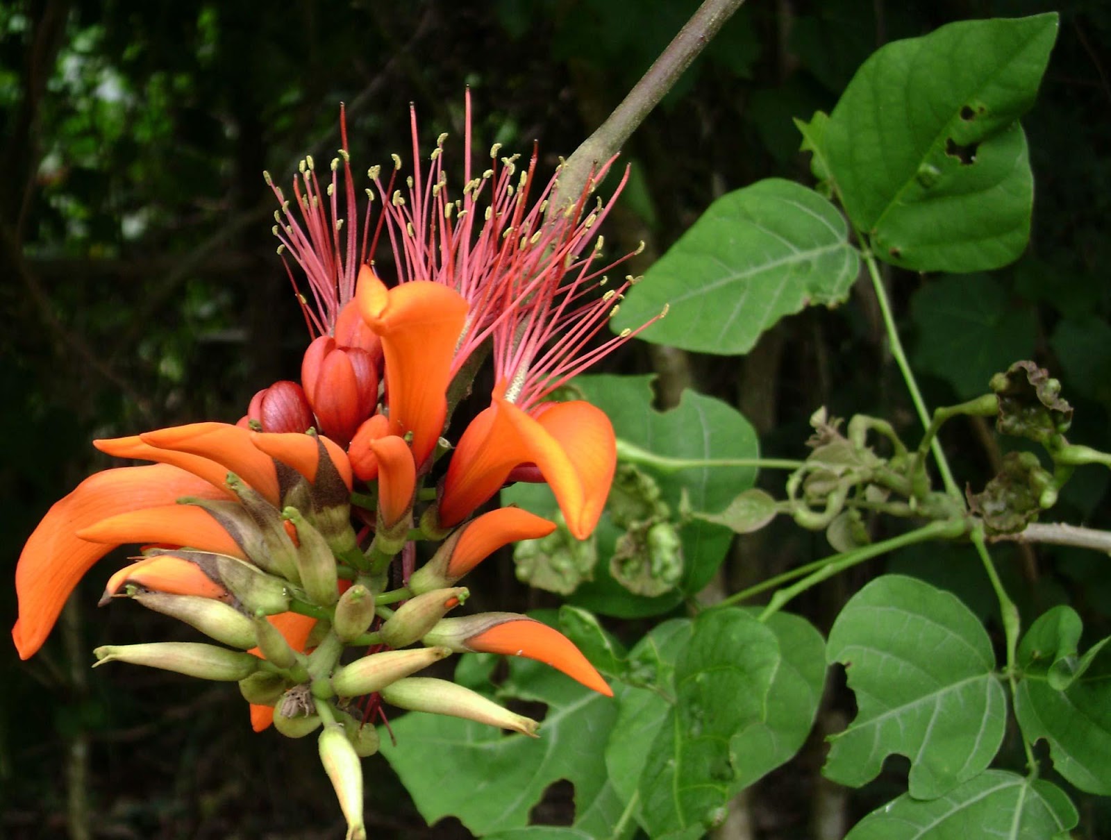 C:\Users\Mazhar Sayeed\Pictures\Erythrina_variegata.jpg