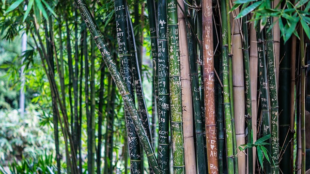 Bamboo stalks in a forest