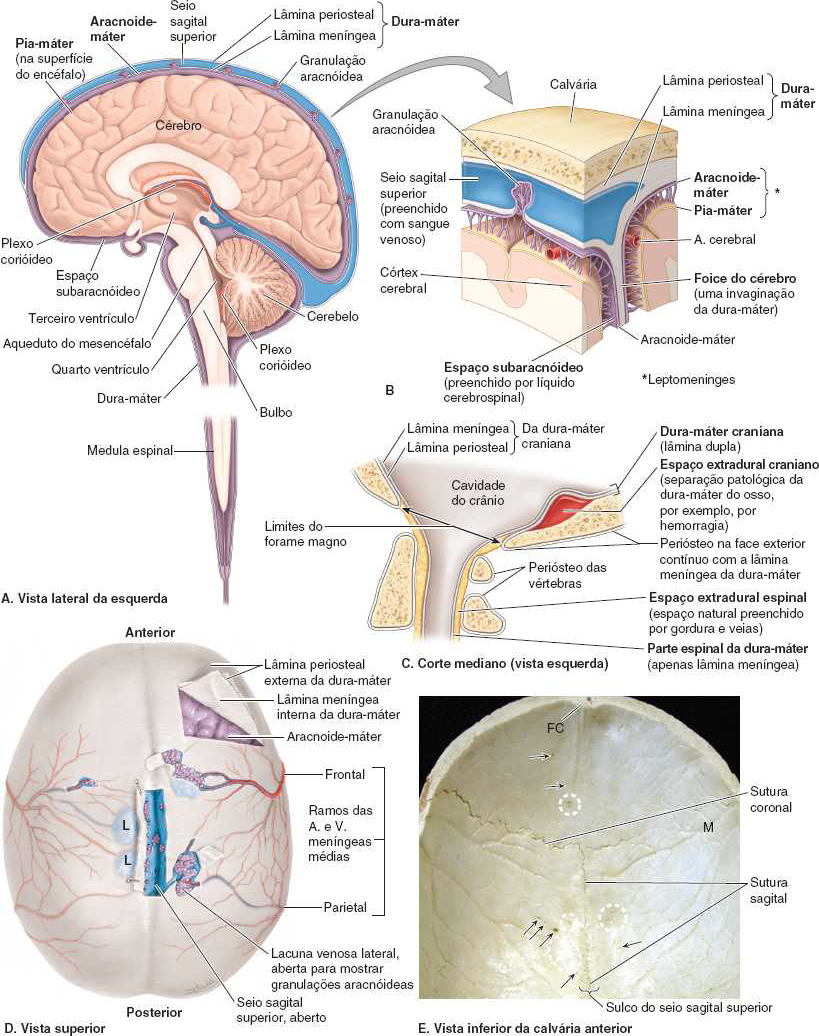 Meninges: dura-máter, espaço subaracnóideo, seios venosos, espaço extradural 
(epidural) e calvária