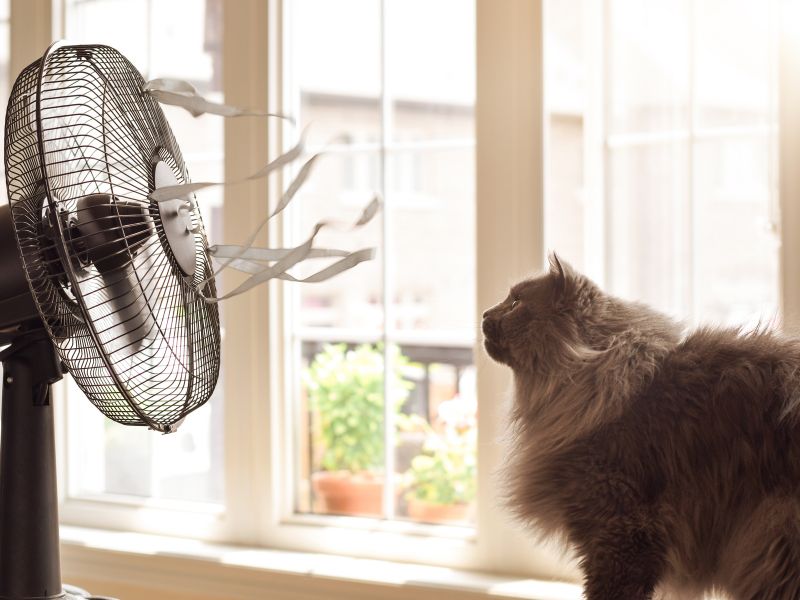 utilizing-fans-and-air-circulation