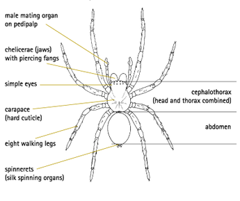 Image result for Spiders have muscles