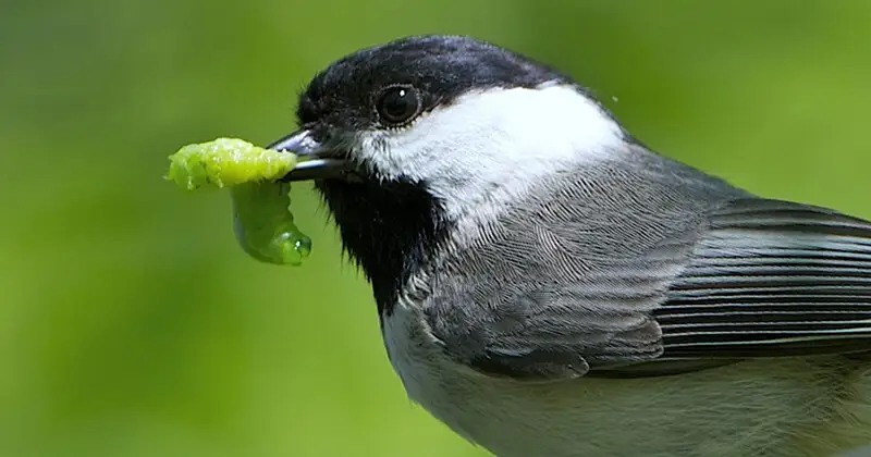 Attract birds.