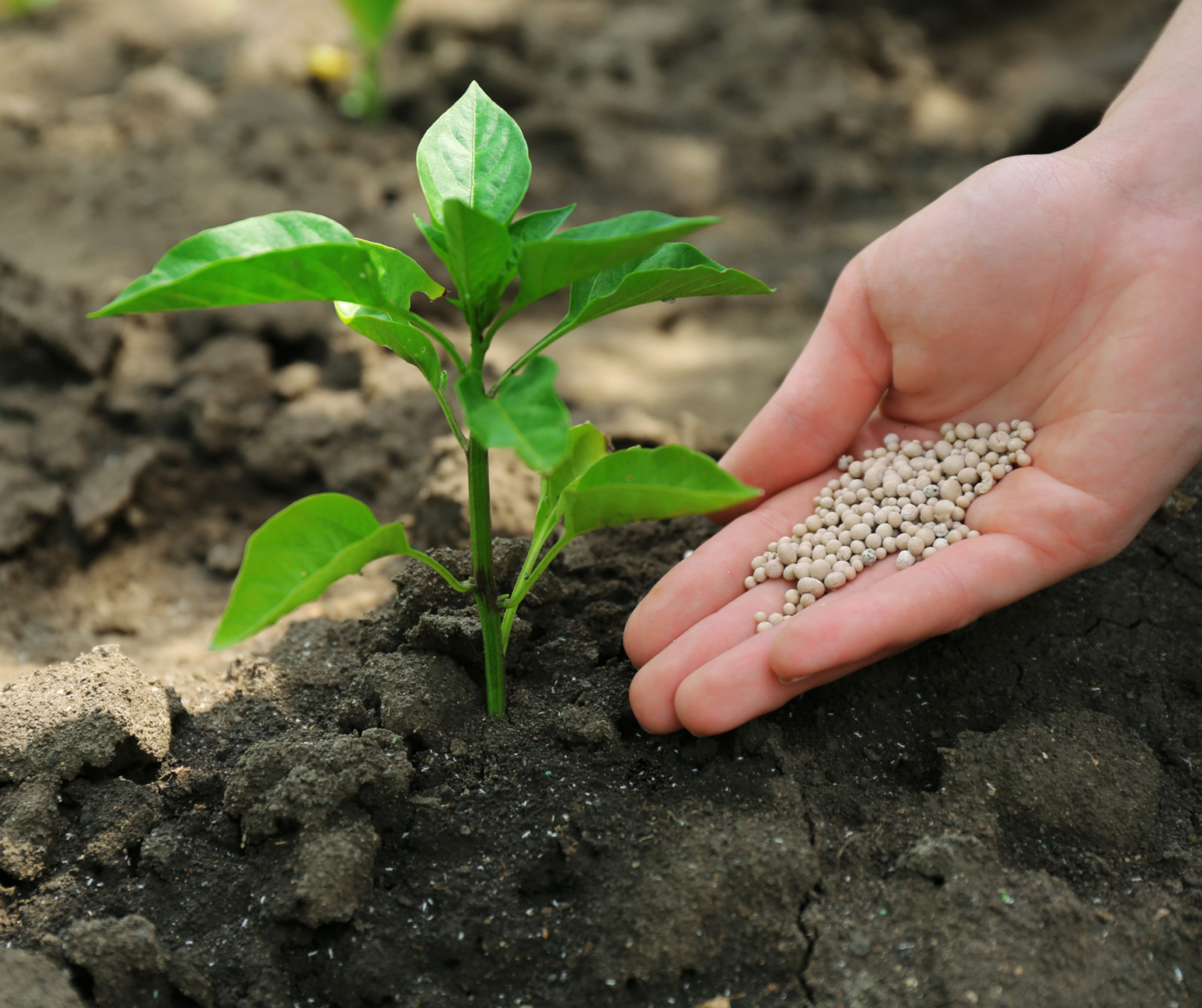Feed your dwarf pepper plants.