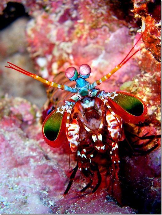 กั้งตั๊กแตน 7 สี (peacock mantis shrimp) สัตว์ตัวจิ๋วแต่หมัดหนักที่สุดในโลก 05