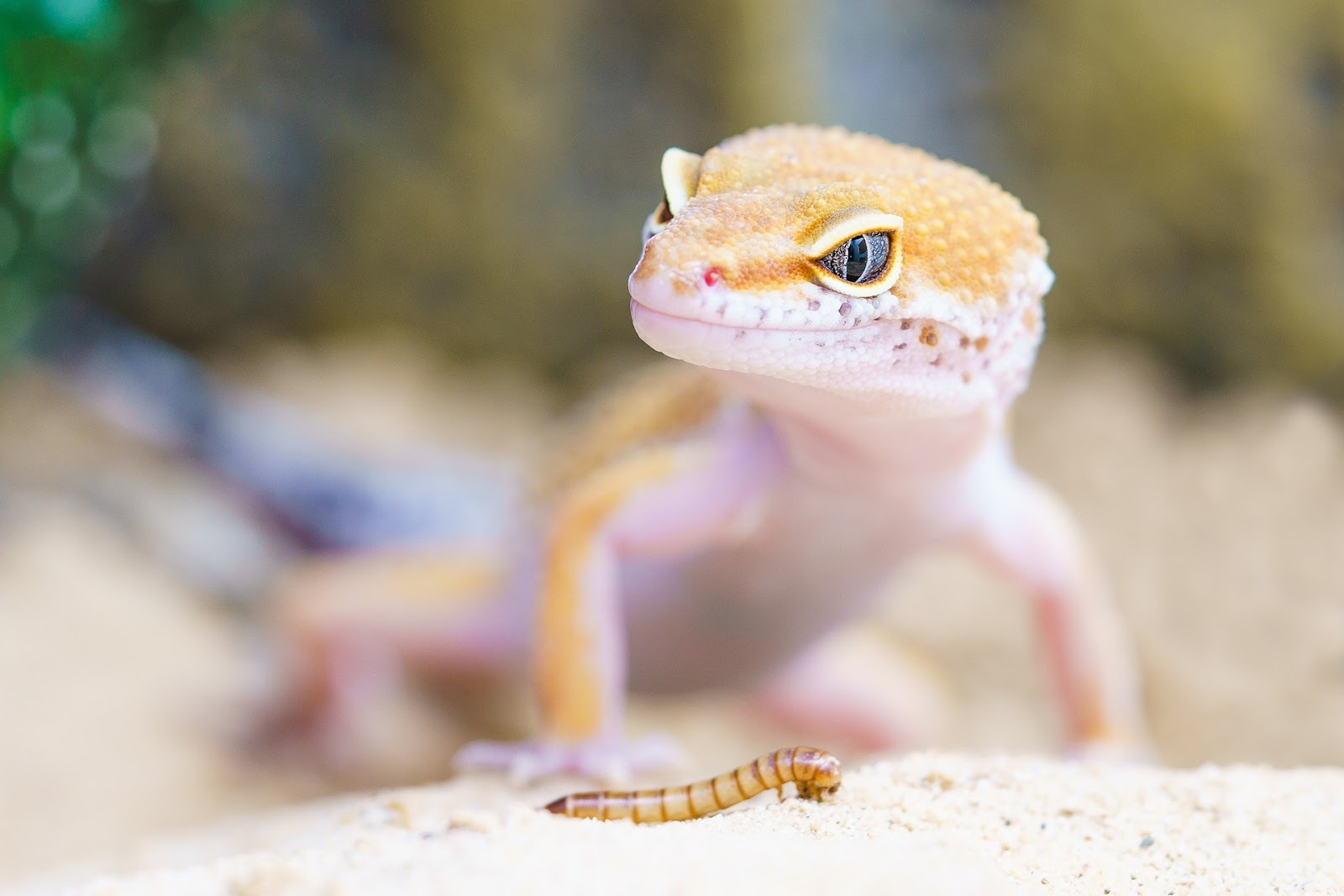 Leopard gecko with a meal worm in front.  Leopard geckos cannot get dog fleas.