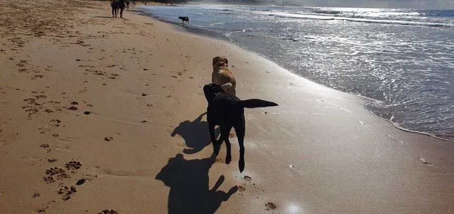 two labradors playing on the beach