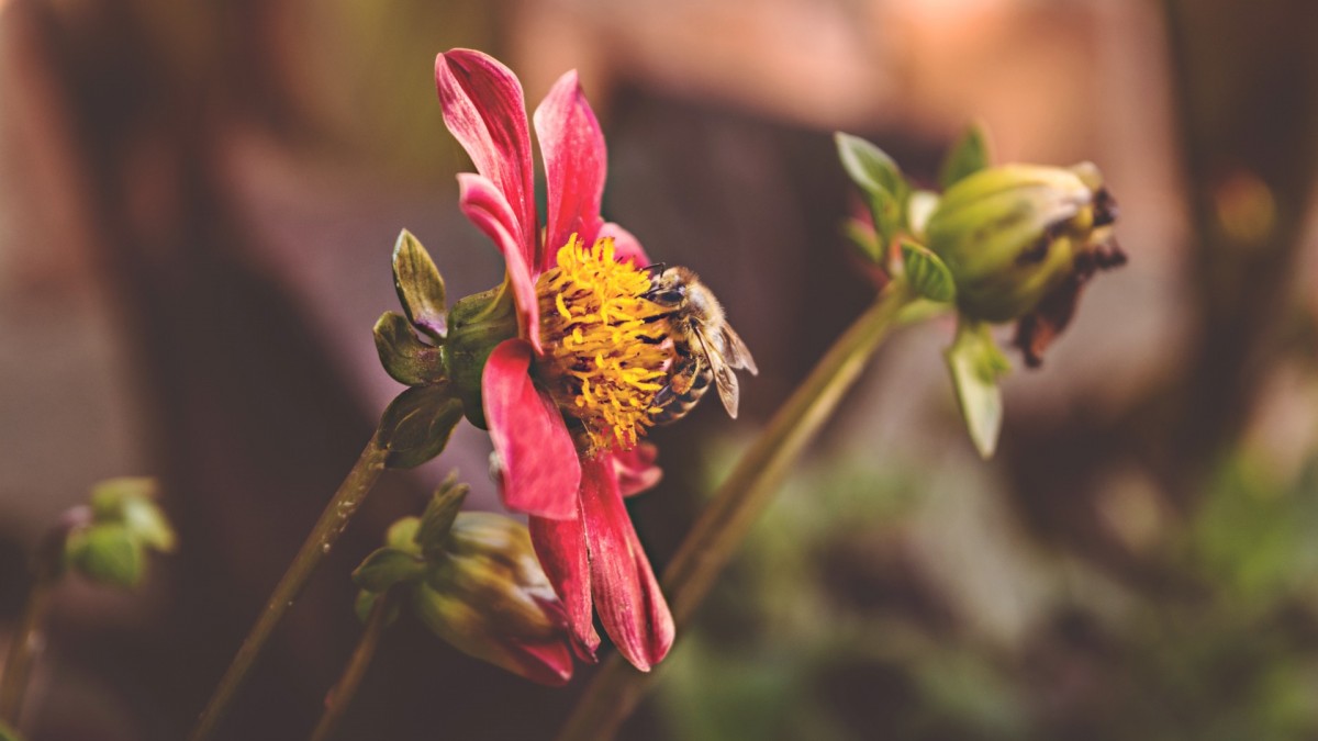 abelhas-plantas-flores-que-polinizadores-jardim